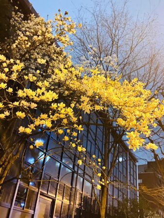 夜に美しく咲く沈丁花